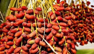 Hurmanın iyi geldiği hastalıklar nedir, kuru hurma faydaları nelerdir? Aç karnına hurma yemek…