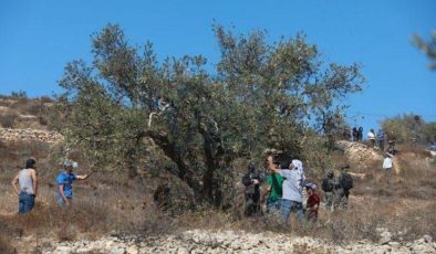 Son 20 yılda Filistinlilere ait 800 bin zeytin ağacı İsrail saldırılarında yok oldu