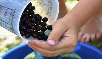 Aronya meyvesi Türkiye’de nerede yetişir? Aronya meyvesi nerede satılır, faydaları nelerdir?