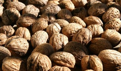 Her gün ceviz yemenin faydaları nelerdir? Aç karnına ceviz yemenin faydaları!