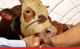 Kurbanlık fiyatları belli oldu! 2024 büyükbaş ve küçükbaş kurban fiyatları ne kadar?