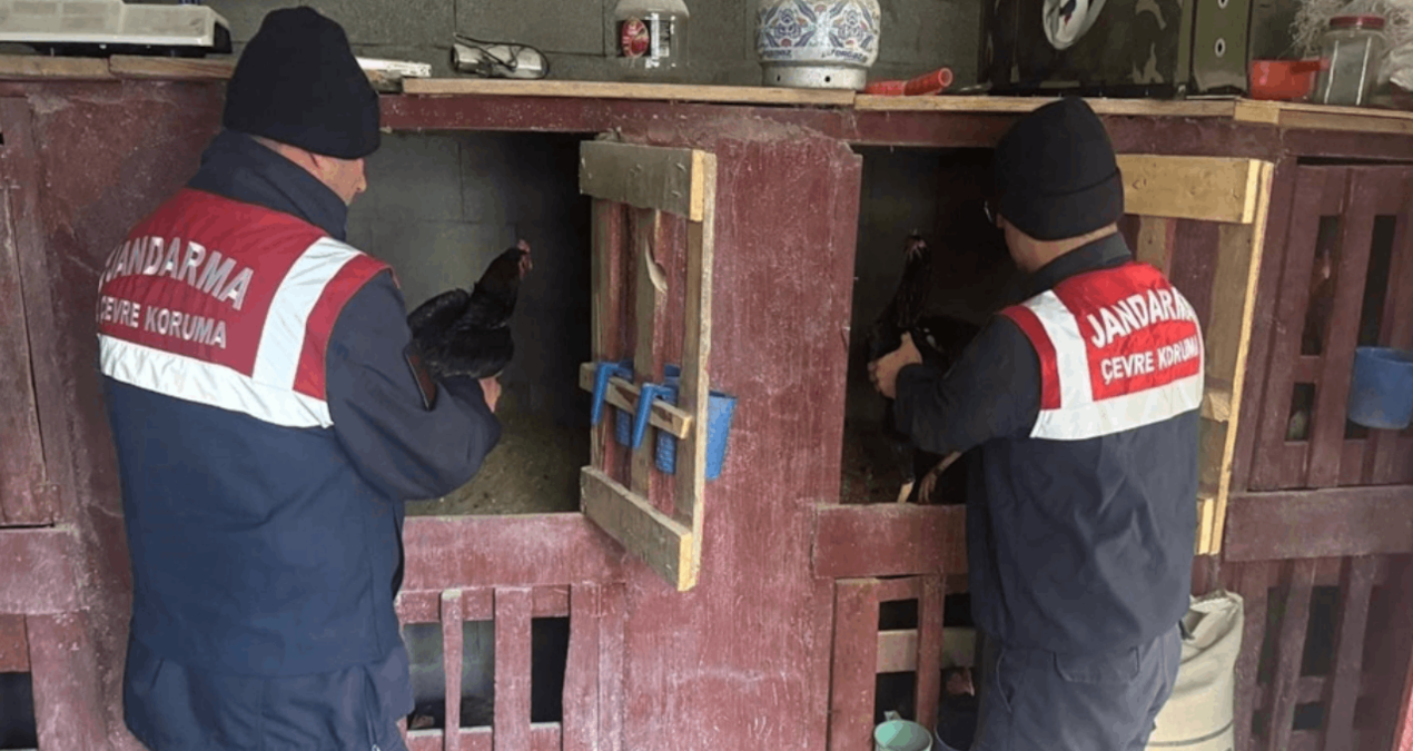 Dövüştürülen horozları jandarma kurtardı
