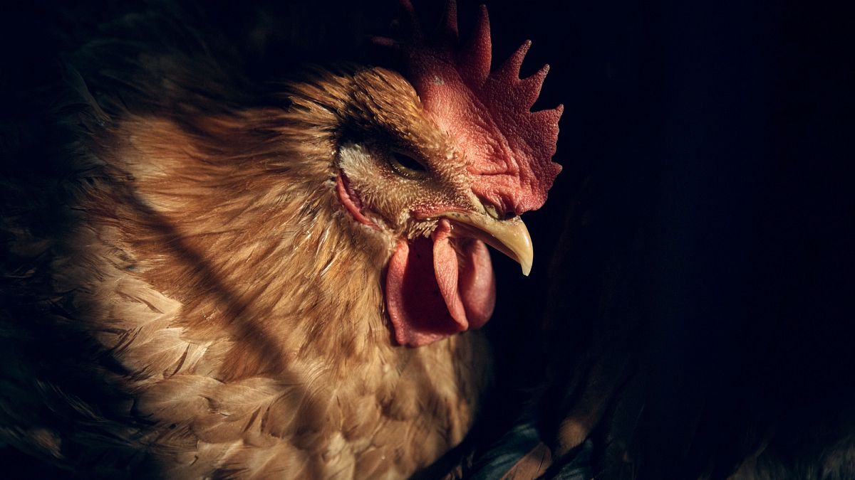 Meksika’da kuş gribi kaynaklı ilk insan ölümü: 3 yaşındaki çocuk hayatını kaybetti